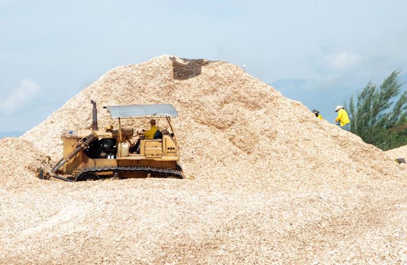 Xuất khẩu dăm gỗ và viên nén đạt gần 3 tỷ USD trong năm 2023